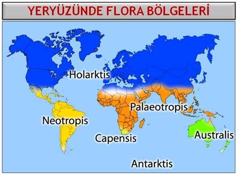 flora bölgeleris